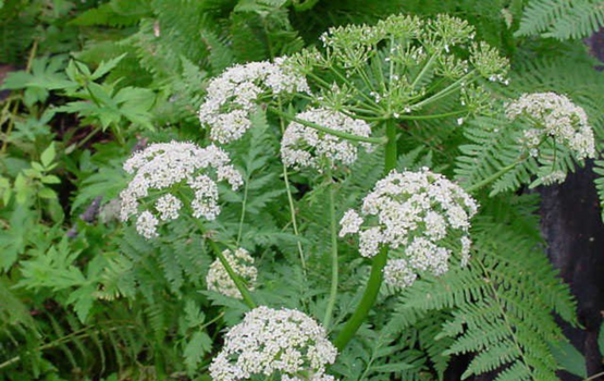 Xuyên khung: Công dụng, tác dụng và một số bài thuốc sử dụng