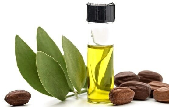 Dầu Jojoba (Jojoba oil): Tác dụng diệu kỳ dùng để chăm sóc da