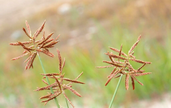 Hương Phụ: Công dụng, các bài thuốc chữa bệnh