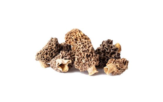 Nấm Bụng Dê (Yellow Morel) - Vua Của Các Loài Nấm