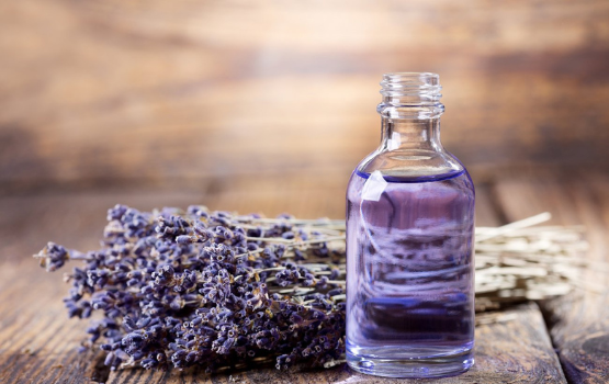 Hoa Oải Hương (Lavender): Công dụng của tinh dầu