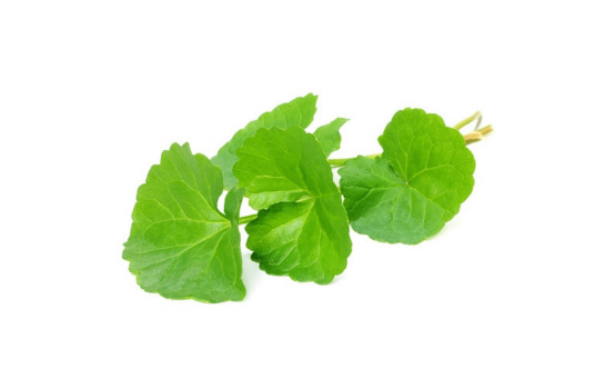 Rau Má (Centella asiatica): Tác dụng với sức khoẻ