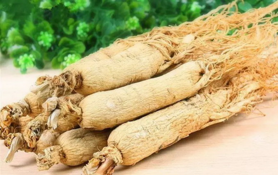 Tây Dương Sâm: Tác dụng của cây nhân sâm Hoa kỳ cho sức khoẻ