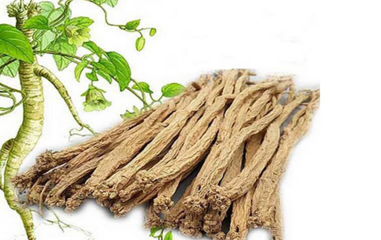 Đẳng Sâm: Công dụng cho sức khoẻ vị thuốc đắng