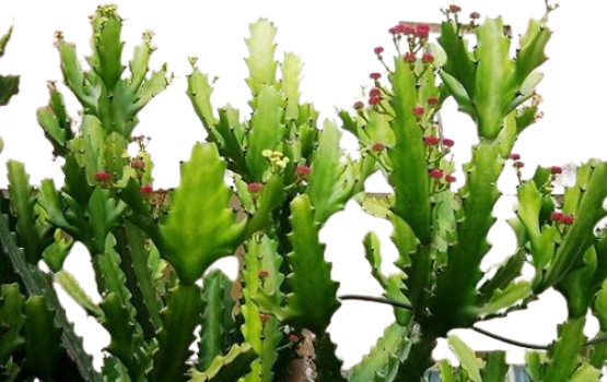 Xương rồng (Cactus): Tác dụng của xương rồng đối với sức khoẻ