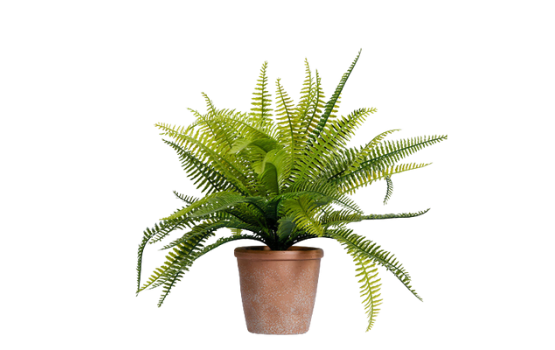 Dương xỉ (Tree fern): Thần dược bảo vệ làn da của bạn