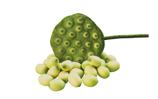 Hạt sen (Lotus seed): Ăn hạt sen có lợi ích gì cho sức khoẻ