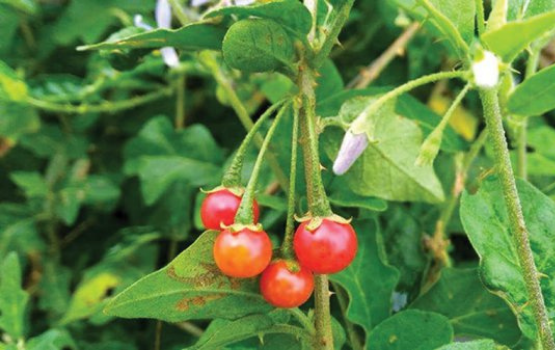 Cà gai leo: Thần dược Đông Y từ xa xưa