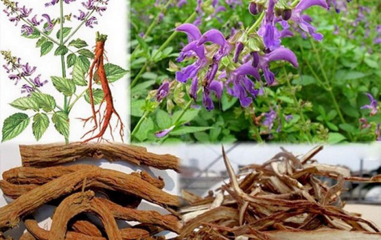 Đan sâm: Công dụng, tác dụng giành cho sức khoẻ