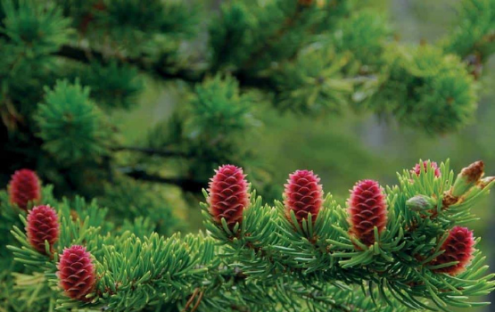 Thông đỏ: Dược liệu quý trong đẩy lùi ung thư