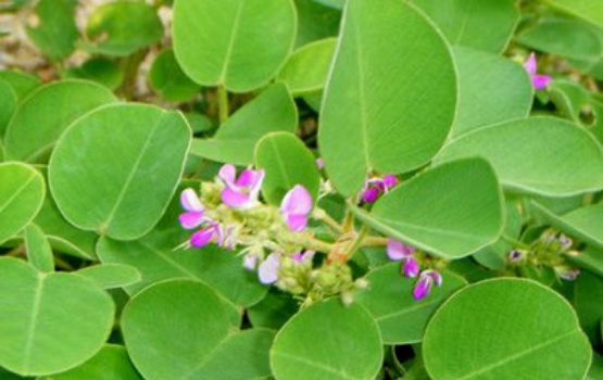 Kim tiền thảo: Công dụng của vị thuốc cho sức khoẻ