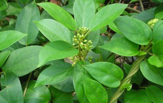 Dây thìa canh: Dược liệu trị tiểu đường hiệu quả?