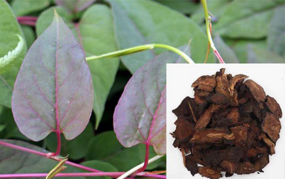 Hà thủ ô đỏ: Công dụng, tác dụng, và lưu ý