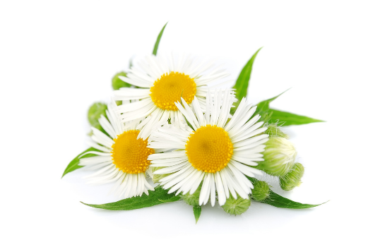 Hoa cúc la mã (Roman Chamomile): Loài hoa chăm sóc sắc đẹp