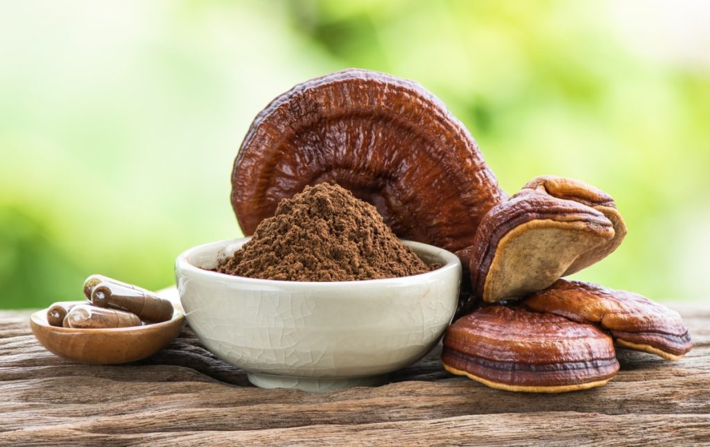 Linh Chi là một thành phần thảo dược phổ biến sử dụng trong Đông Y 