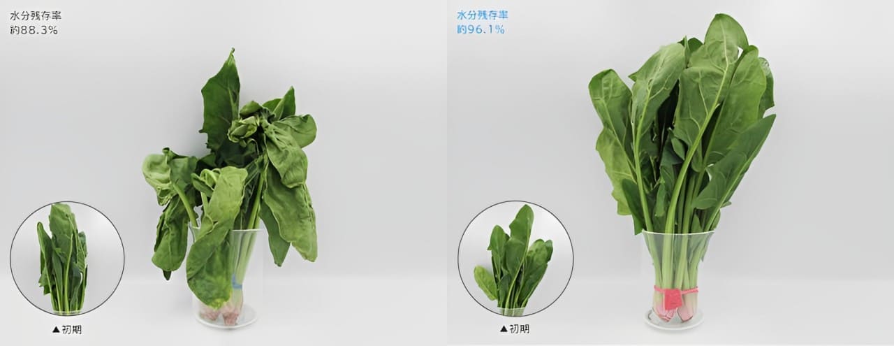 so-sanh-kha-nang-bao-quan-rau-cua-tu-lanh-thong-thuong-va-hitachi-r-hwc54t