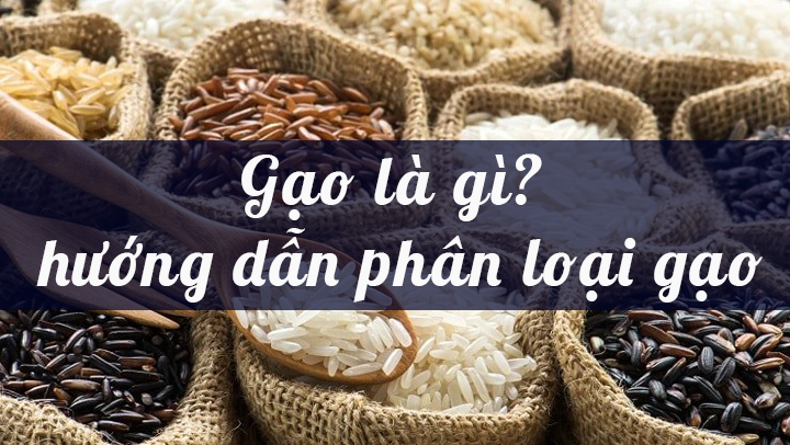 Gạo là gì? Hướng dẫn phân loại gạo?