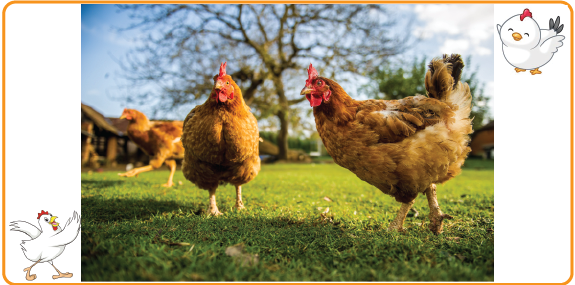 Sản phẩm chuyên dùng gia cầm