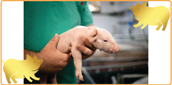 Sản phẩm chuyên dùng cho heo