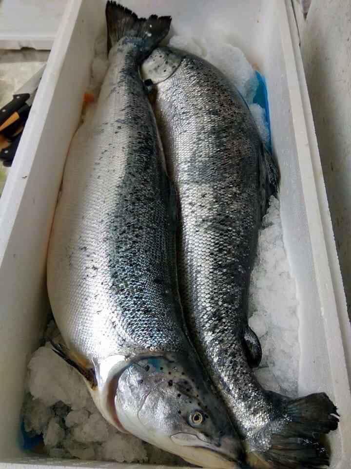 Thưởng Thức Tuyệt Phẩm - Sashimi Cá Hồi Tươi NAUY