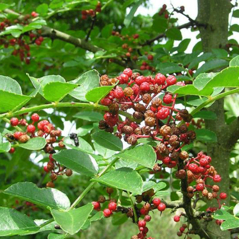 Xuyên Tiêu - Hoa Tiêu - Tiêu Tứ Xuyên gia vị tại Hà Nội