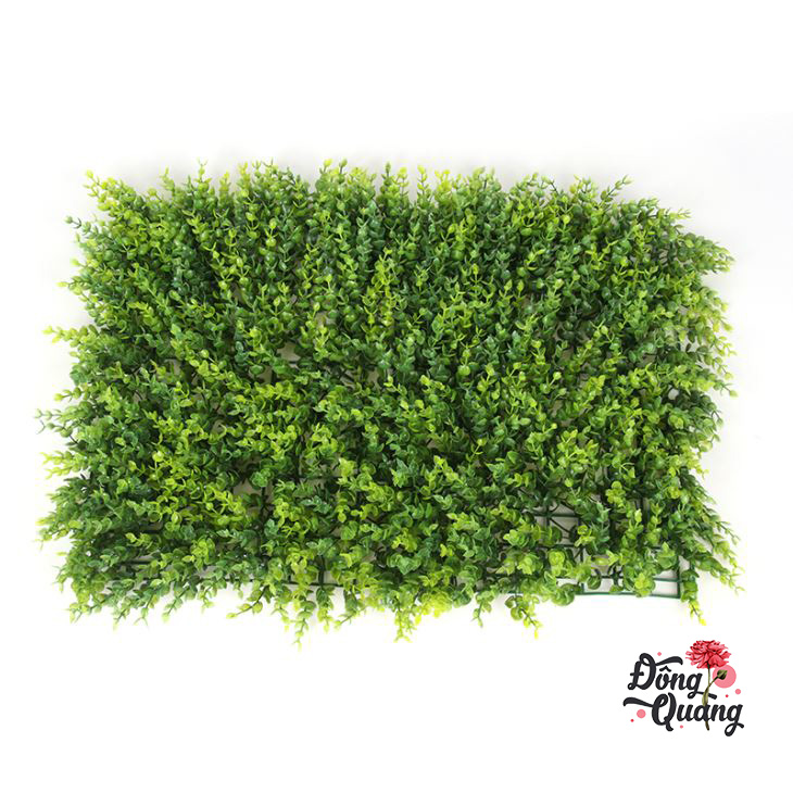 Thảm cỏ Tai chuột 40x60cm