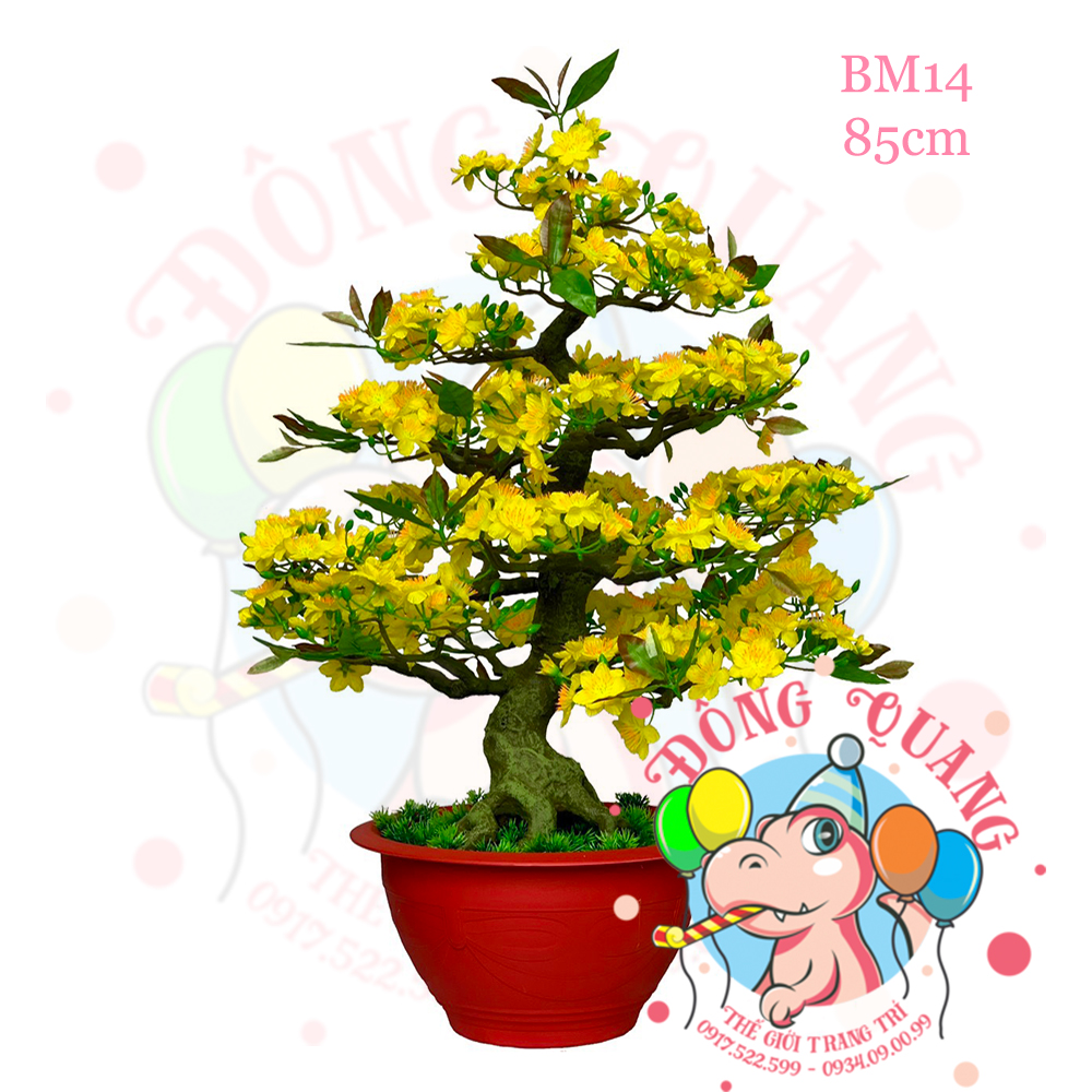 Cây mai bonsai 85cm (BM14)