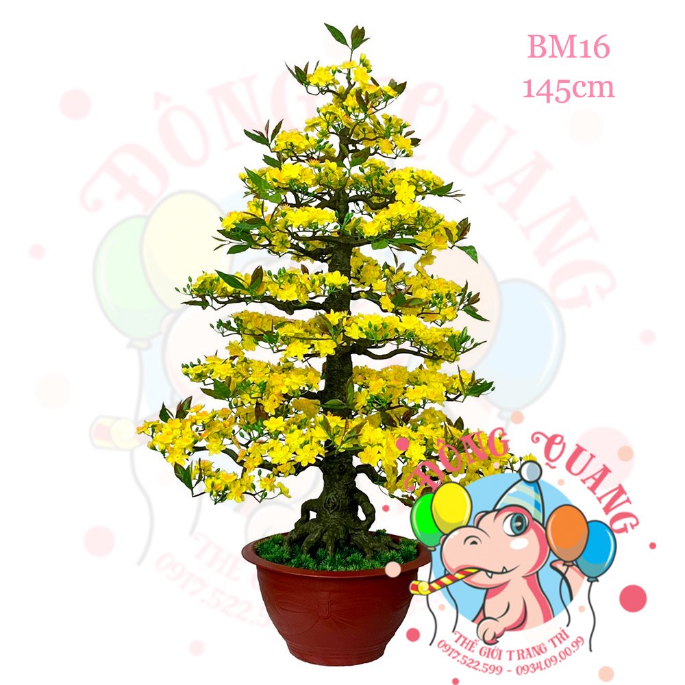 Cây mai bonsai 145cm (BM16)