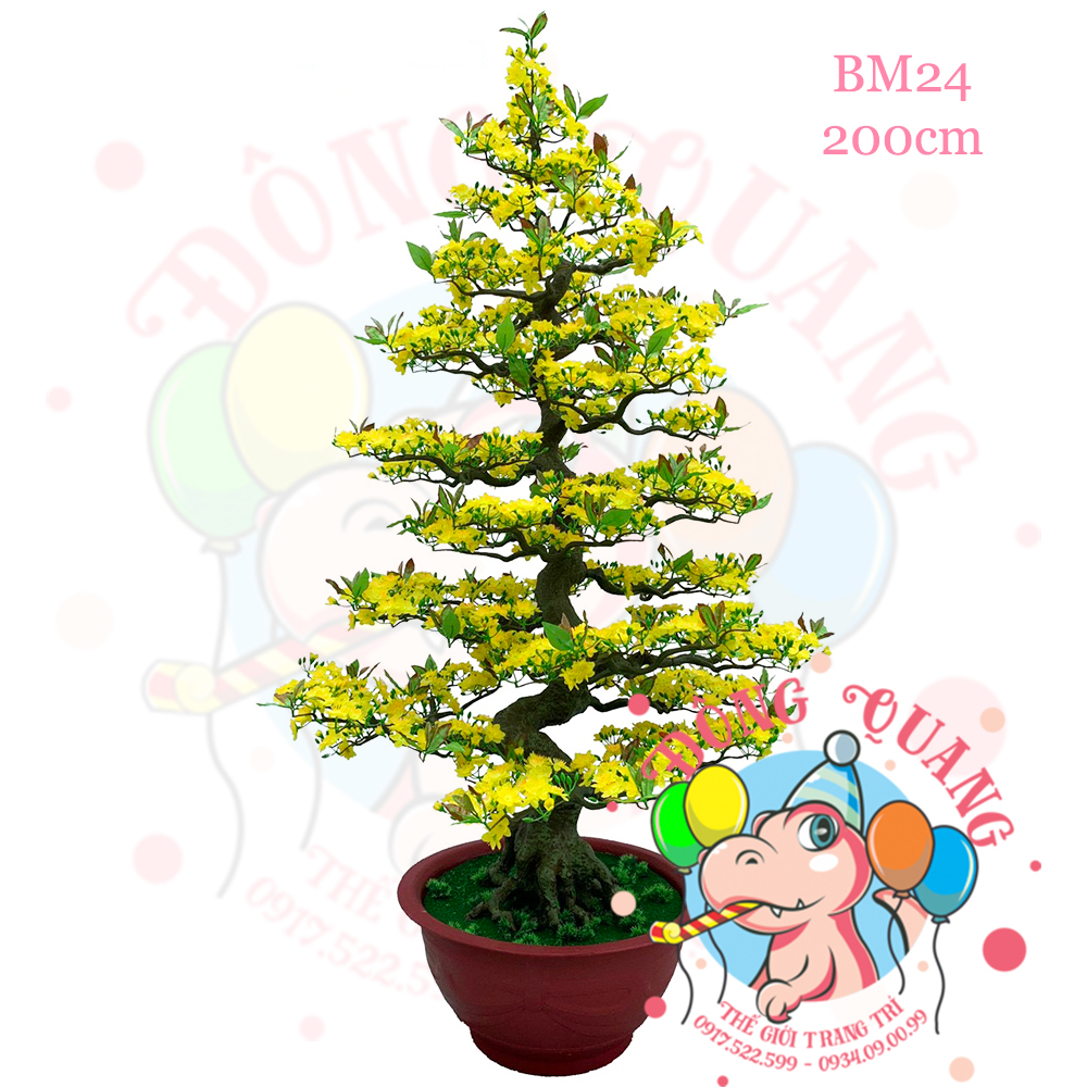 Cây mai bonsai 200cm (BM24)