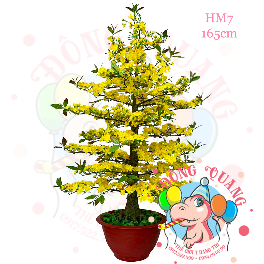 Cây mai thẳng 165cm (HM7)