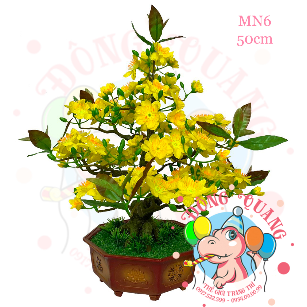 Cây mai bonsai 50cm (MN6)