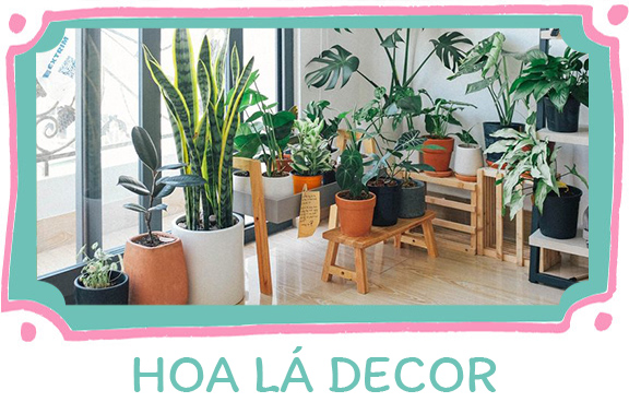 Trang trí Đông Quang