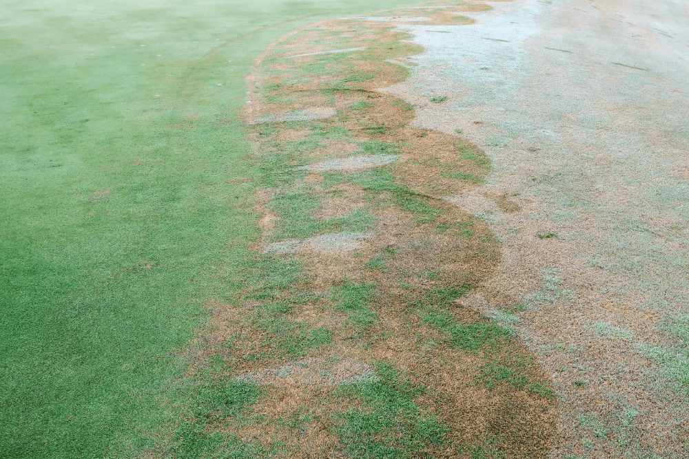 Bảo Dưỡng Sân Golf Làm Hỏng Cỏ Sân Golf