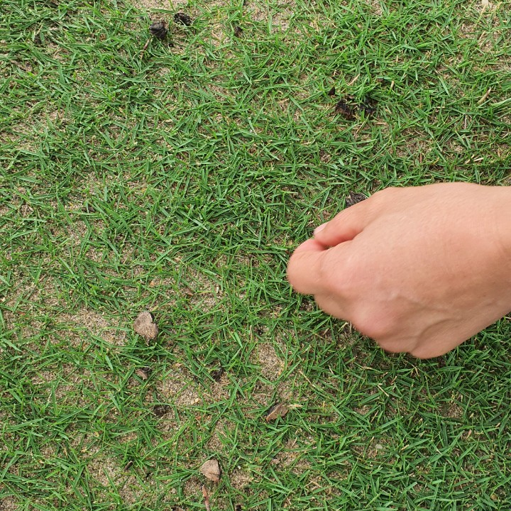 Bảo trì sân golf thường xuyên