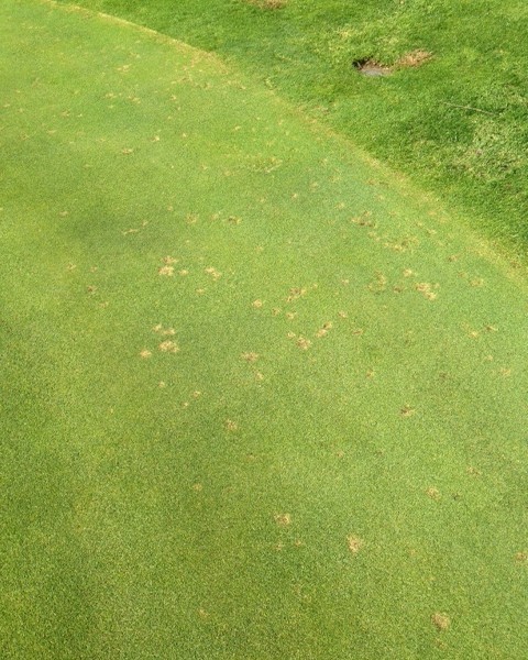 bệnh Dollar Spot