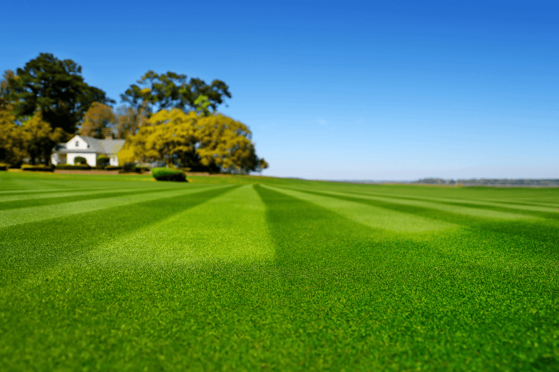 Các loại cỏ tốt nhất cho sân golf năm 2025