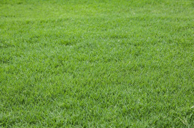 Các loại cỏ tốt nhất cho sân golf năm 2025