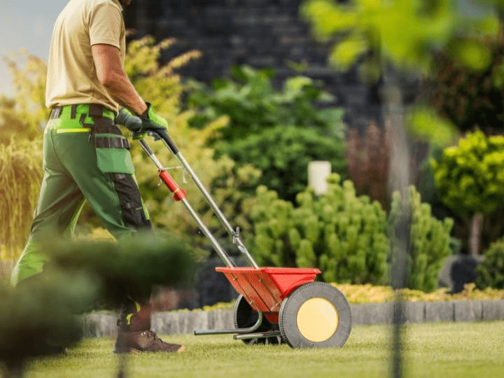 Cách duy trì Fairways xanh tươi bằng cách bón phân vào mùa đông
