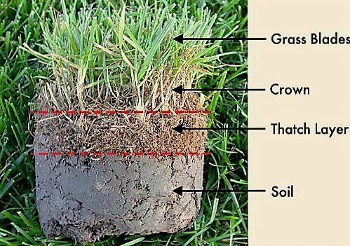 Cách xác định sự tích tụ lớp mùn