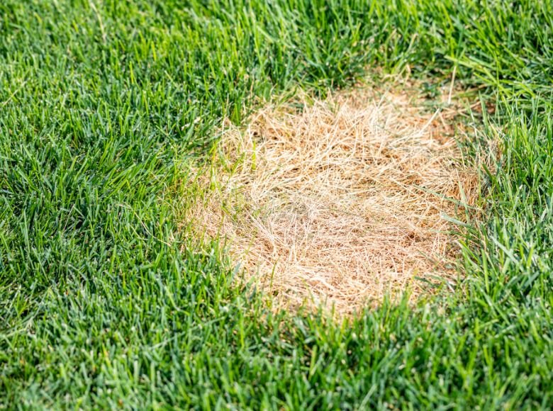 Chiến lược phát hiện và điều trị sớm các bệnh thường gặp trên sân golf