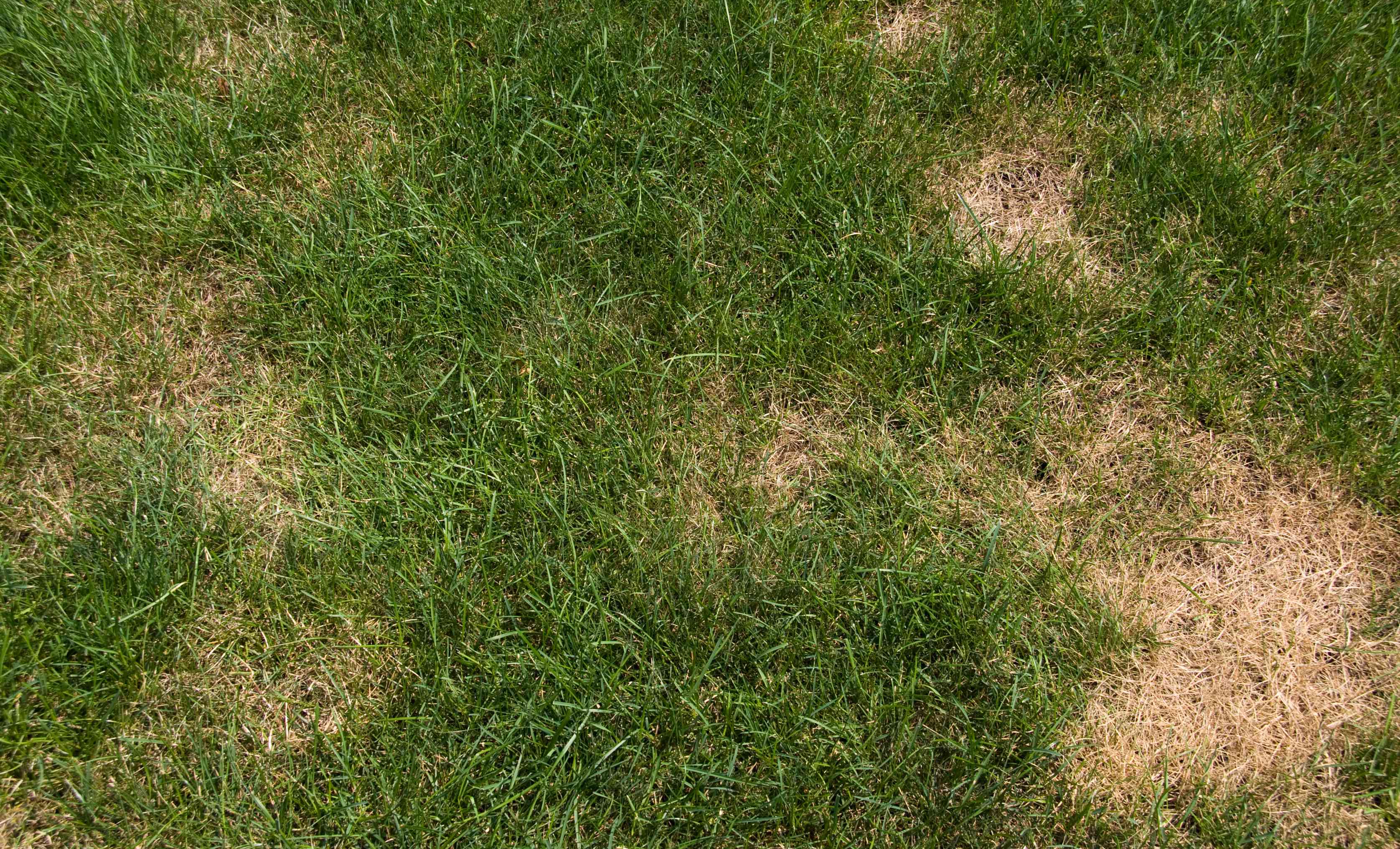 Chiến lược phát hiện và điều trị sớm các bệnh thường gặp trên sân golf
