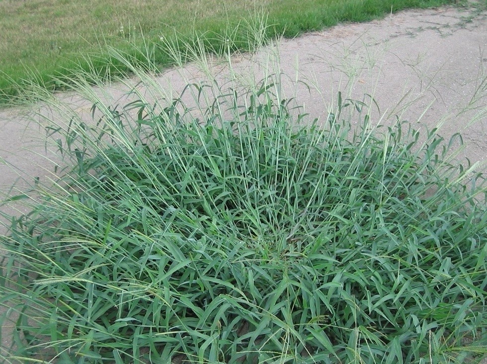 Cỏ Akime
