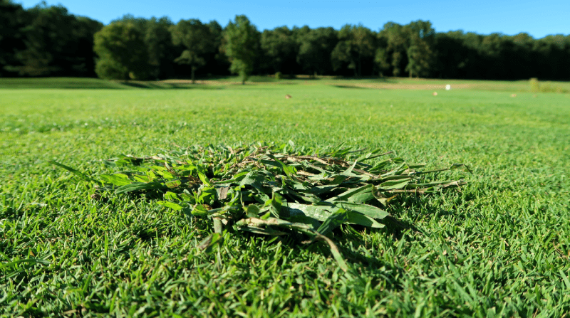 Cỏ dại là loài gây hại trong sân golf