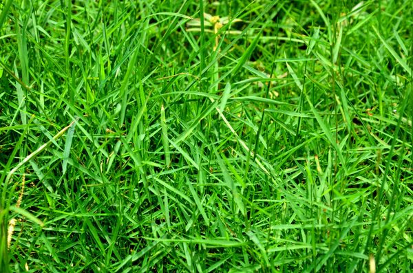 Cỏ gấu/cỏ tranh