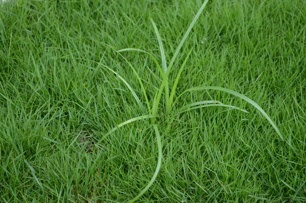 Cỏ gấu