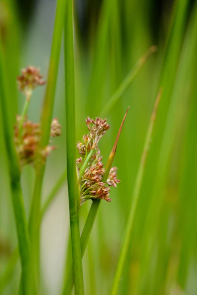 Cỏ lau sậy