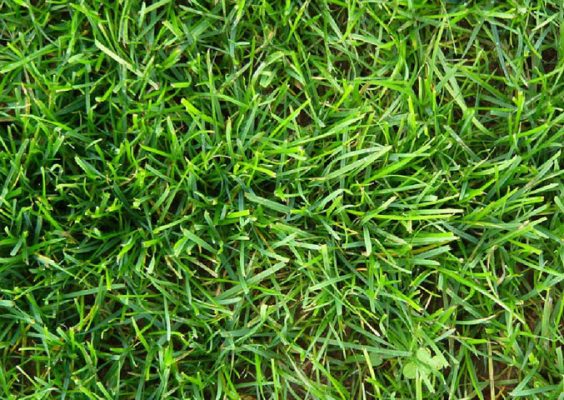 cỏ nhân tạo sân golf