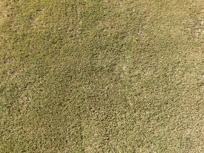 cỏ Bermuda