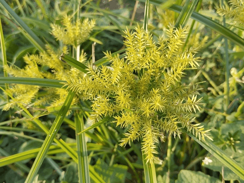 Cỏ chufa vàng