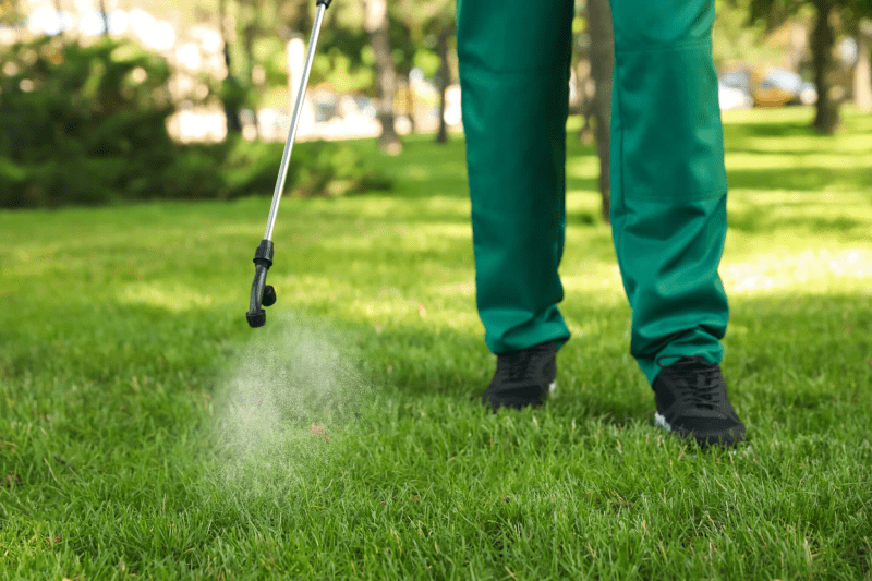 Dấu hiệu ban đầu sự xâm nhập của ấu trùng trên sân golf và cách xử lý chúng